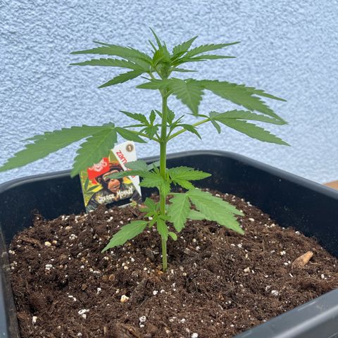 Grease Monkey (Auto) growlog timeline photo