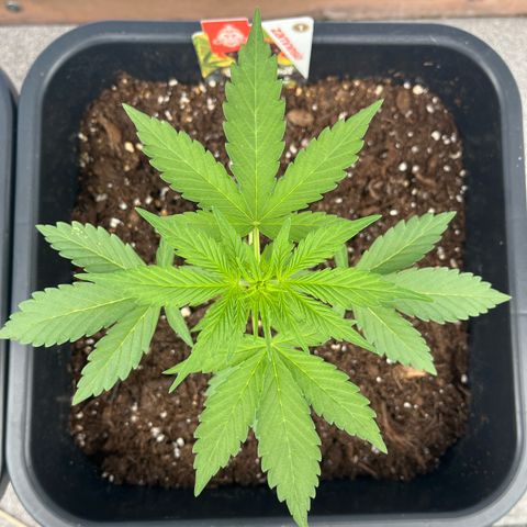 Grease Monkey (Auto) growlog timeline photo