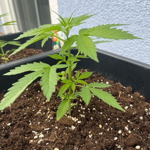 Ghost Strain Haze (Auto) growlog timeline photo