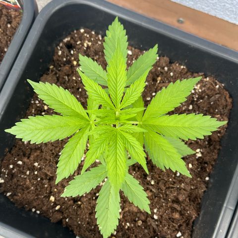 Ghost Strain Haze (Auto) growlog timeline photo