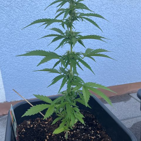White Trüffel (Auto) growlog timeline photo