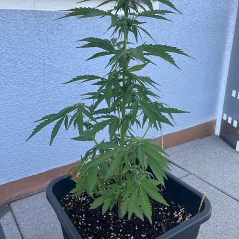 Grease Monkey (Auto) growlog timeline photo