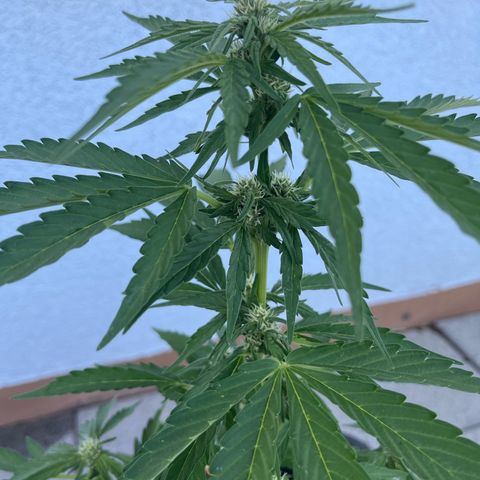Grease Monkey (Auto) growlog timeline photo