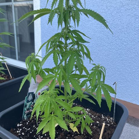 Ghost Strain Haze (Auto) growlog timeline photo