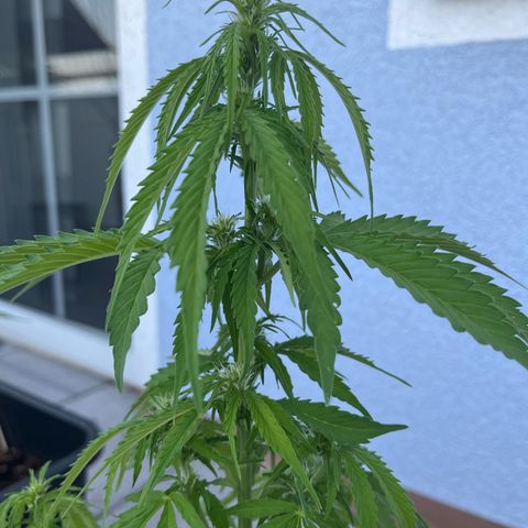 Ghost Strain Haze (Auto) growlog timeline photo