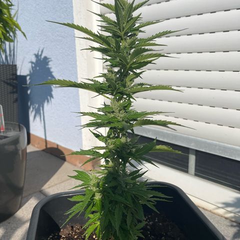 White Trüffel (Auto) growlog timeline photo
