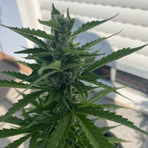 White Trüffel (Auto) growlog timeline photo