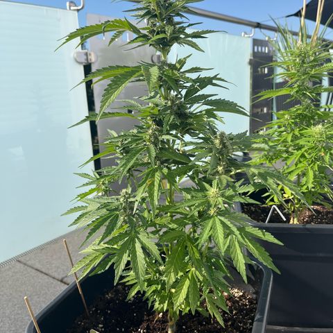 Grease Monkey (Auto) growlog timeline photo