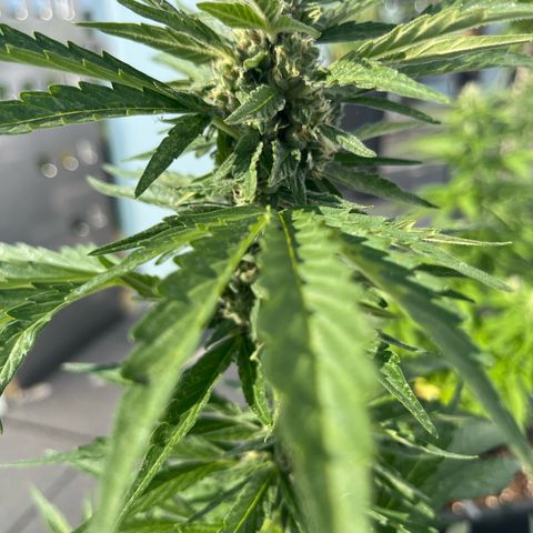 Grease Monkey (Auto) growlog timeline photo