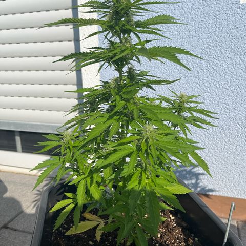 Ghost Strain Haze (Auto) growlog timeline photo