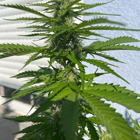 Ghost Strain Haze (Auto) growlog timeline photo