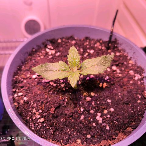 Cookies Gelato growlog timeline photo
