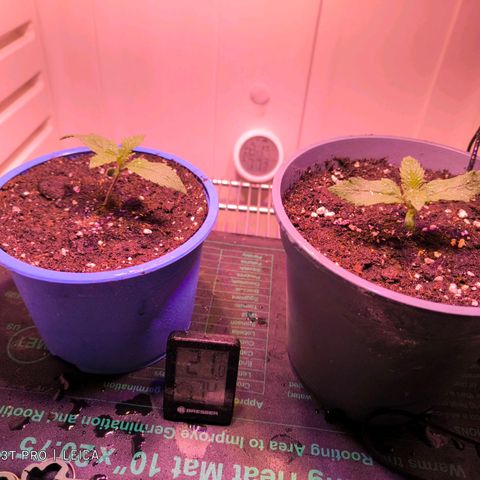 Cookies Gelato growlog timeline photo
