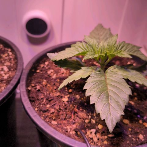 Cookies Gelato growlog timeline photo