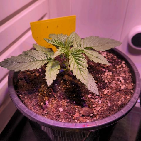Cookies Gelato growlog timeline photo