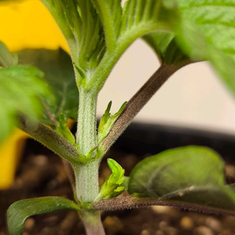 Cookies Gelato growlog timeline photo