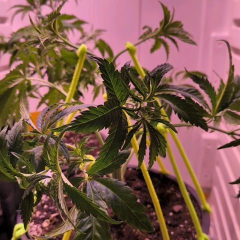 Cookies Gelato growlog photo: Seitentriebe nach unten gezogen für bessere Lichtausbeute 