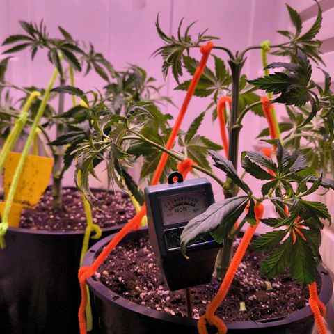 Cookies Gelato growlog photo: Seitentriebe nach unten gezogen für bessere Lichtausbeute 
