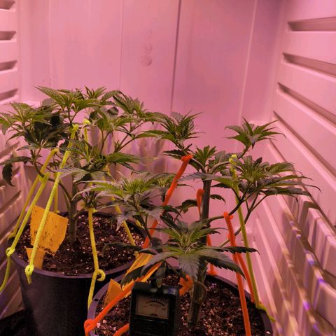 Cookies Gelato growlog timeline photo