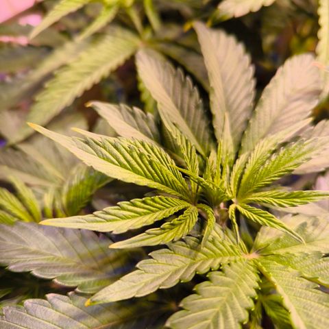 Cookies Gelato growlog timeline photo