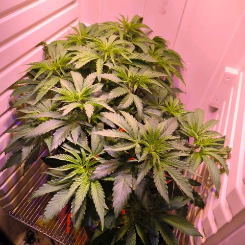 Cookies Gelato growlog timeline photo