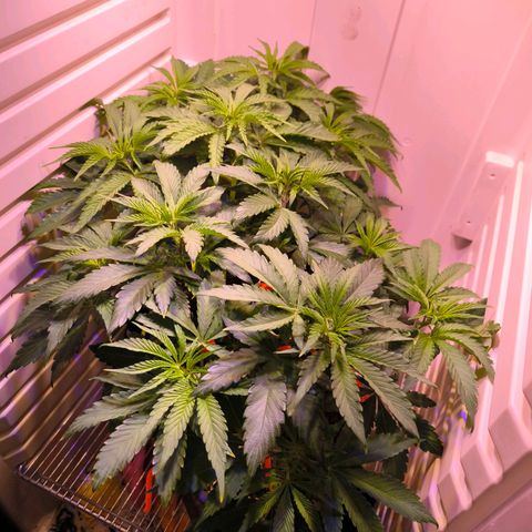 Cookies Gelato growlog timeline photo