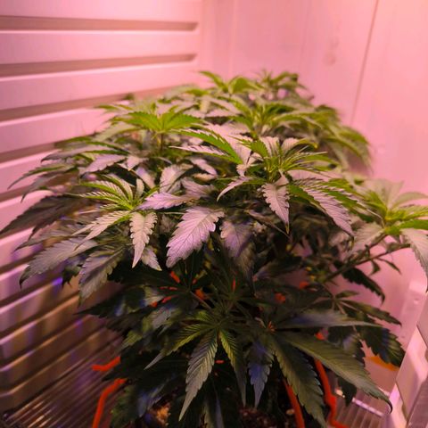 Cookies Gelato growlog timeline photo