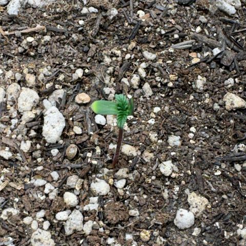 Pren vaso maior  growlog timeline photo