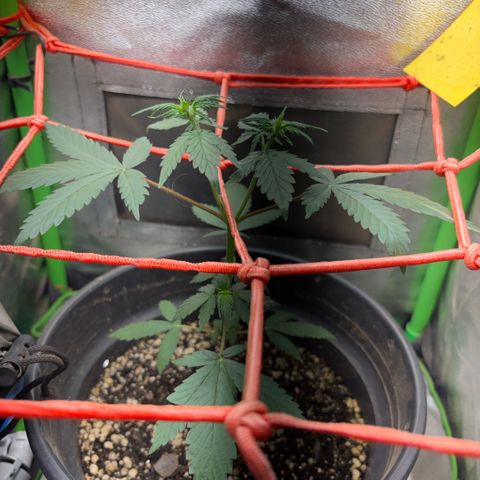 Pren vaso maior  growlog timeline photo