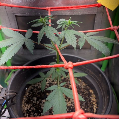 Pren vaso maior  growlog timeline photo