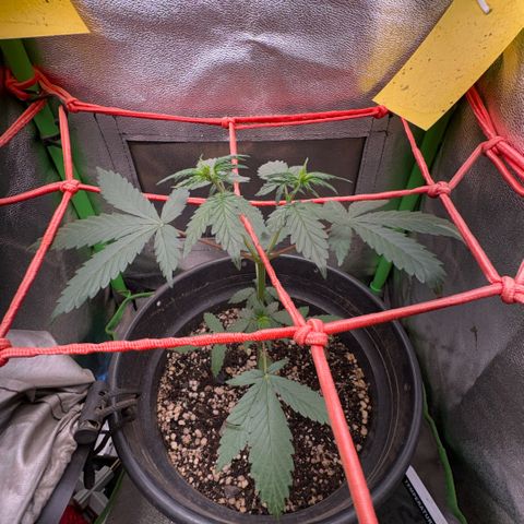 Pren vaso maior  growlog timeline photo