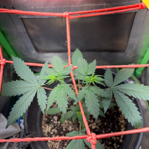 Pren vaso maior  growlog timeline photo
