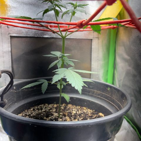 Pren vaso maior  growlog timeline photo