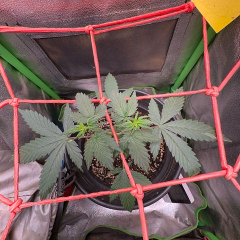 Pren vaso maior  growlog timeline photo