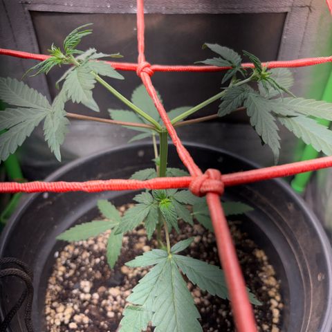 Pren vaso maior  growlog timeline photo
