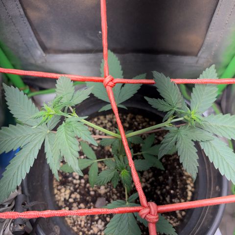 Pren vaso maior  growlog timeline photo