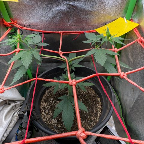 Pren vaso maior  growlog timeline photo