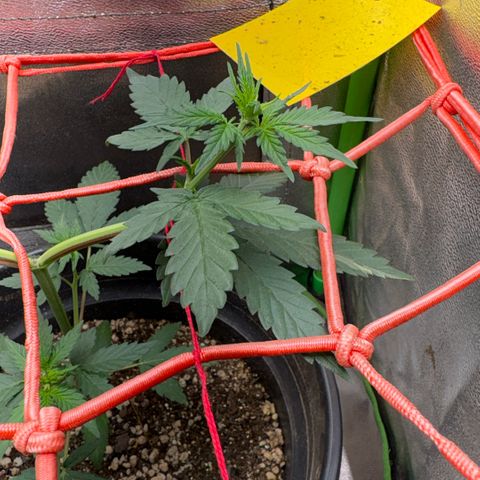Pren vaso maior  growlog timeline photo