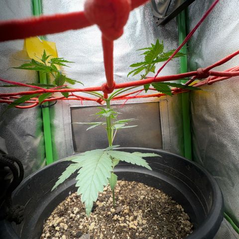 Pren vaso maior  growlog timeline photo