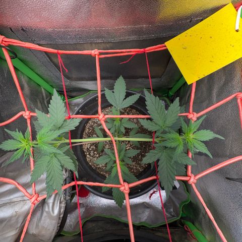Pren vaso maior  growlog timeline photo