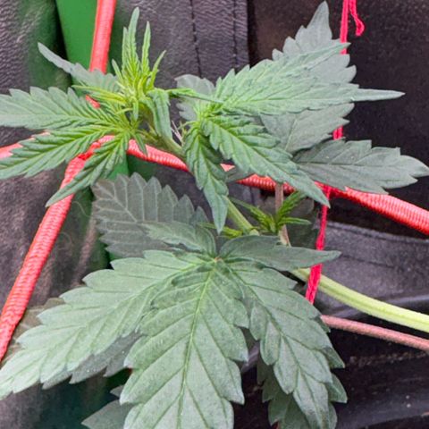 Pren vaso maior  growlog timeline photo