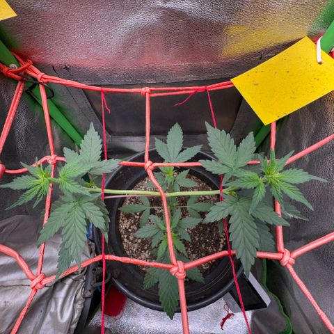 Pren vaso maior  growlog timeline photo