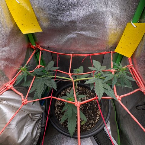 Pren vaso maior  growlog timeline photo