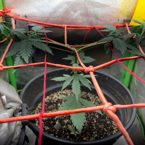 Pren vaso maior  growlog timeline photo