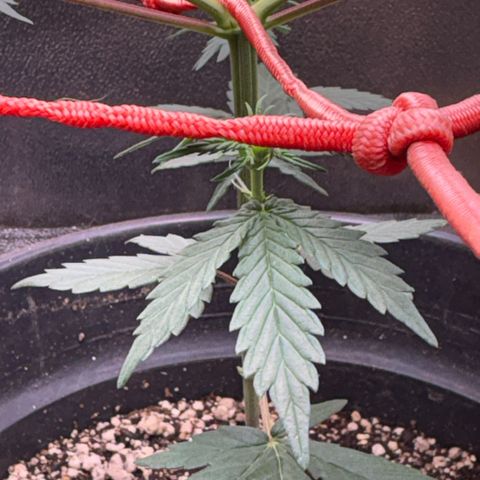 Pren vaso maior  growlog timeline photo