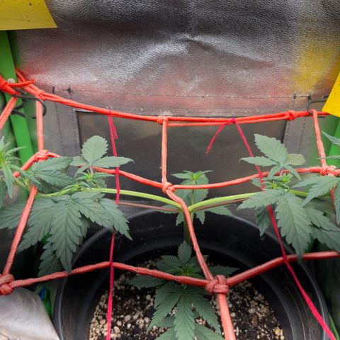 Pren vaso maior  growlog timeline photo