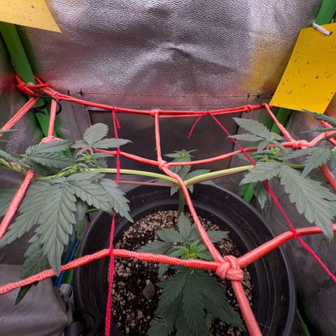 Pren vaso maior  growlog timeline photo