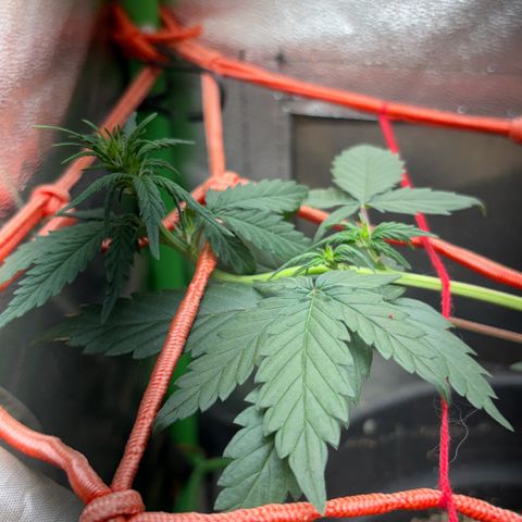 Pren vaso maior  growlog timeline photo