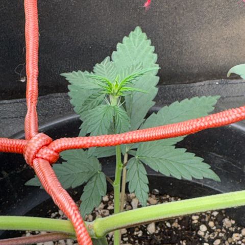 Pren vaso maior  growlog timeline photo