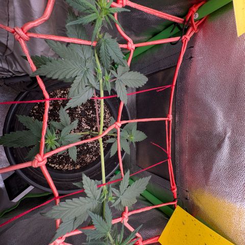 Pren vaso maior  growlog timeline photo